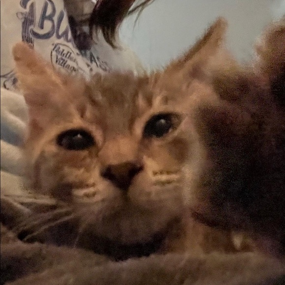 Meet your Posher, Gabi - Picture 1 of 1